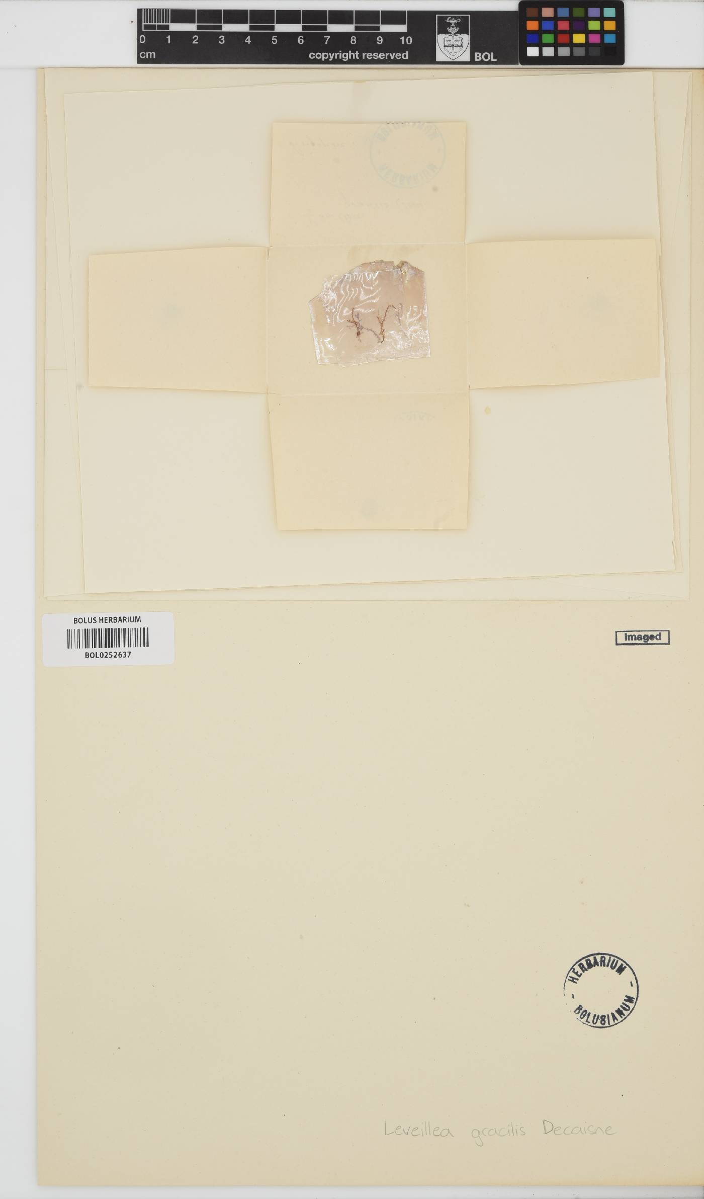 Leveillea image