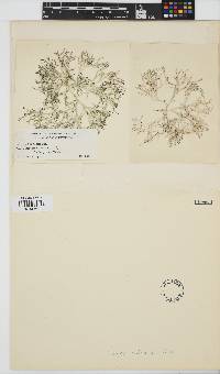 Image of Liagora californica