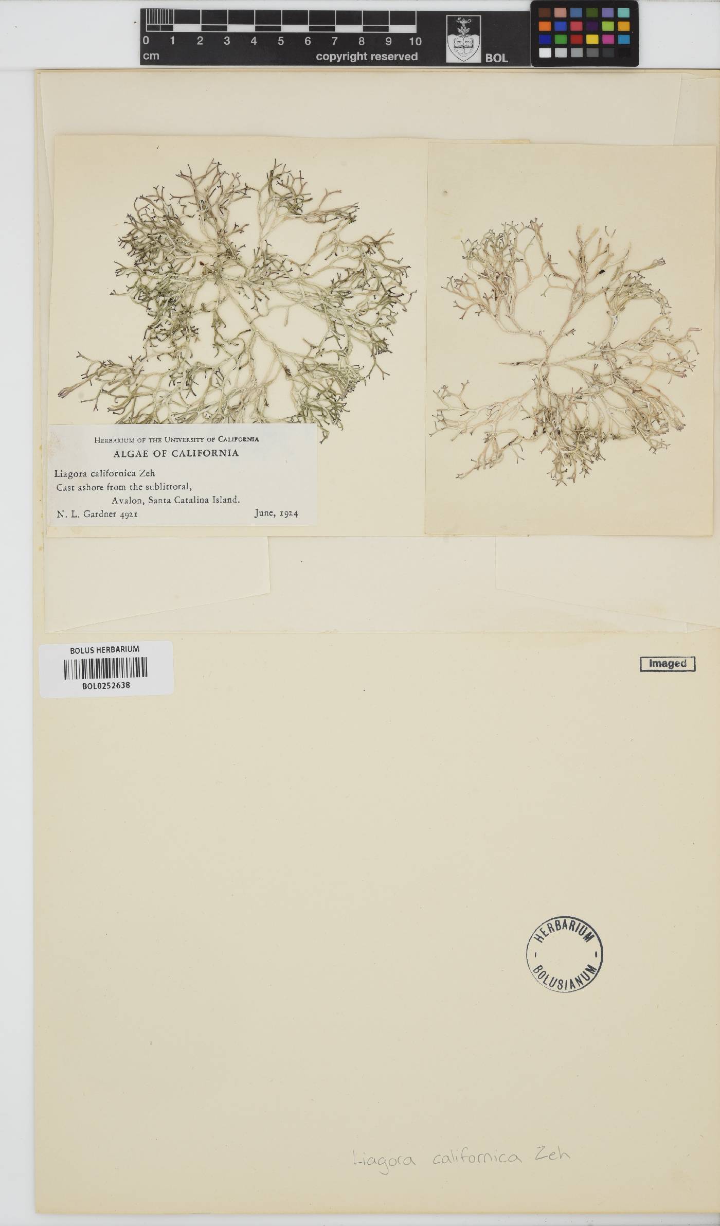 Liagora californica image