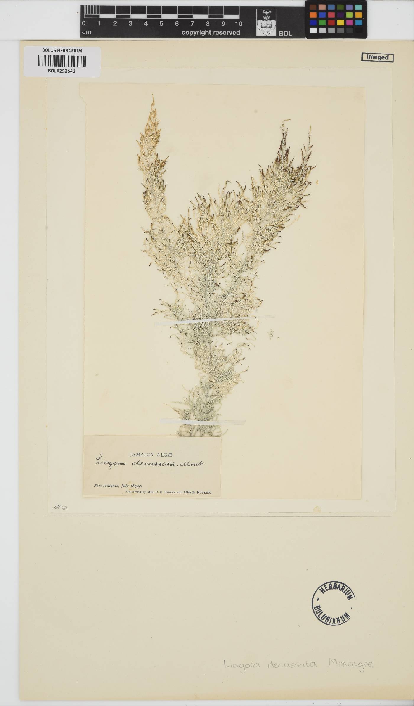 Liagora albicans image