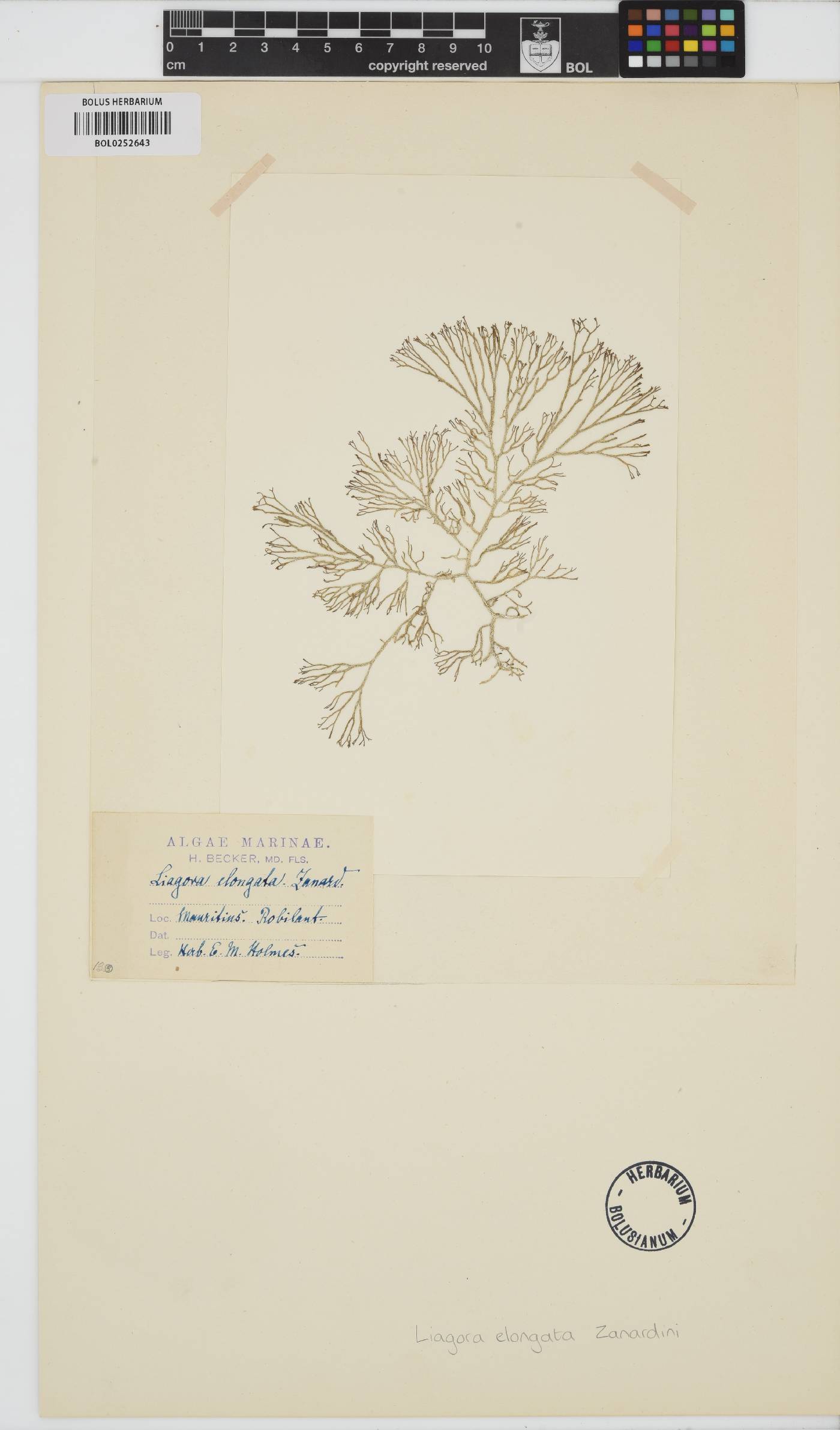 Ganonema farinosum image