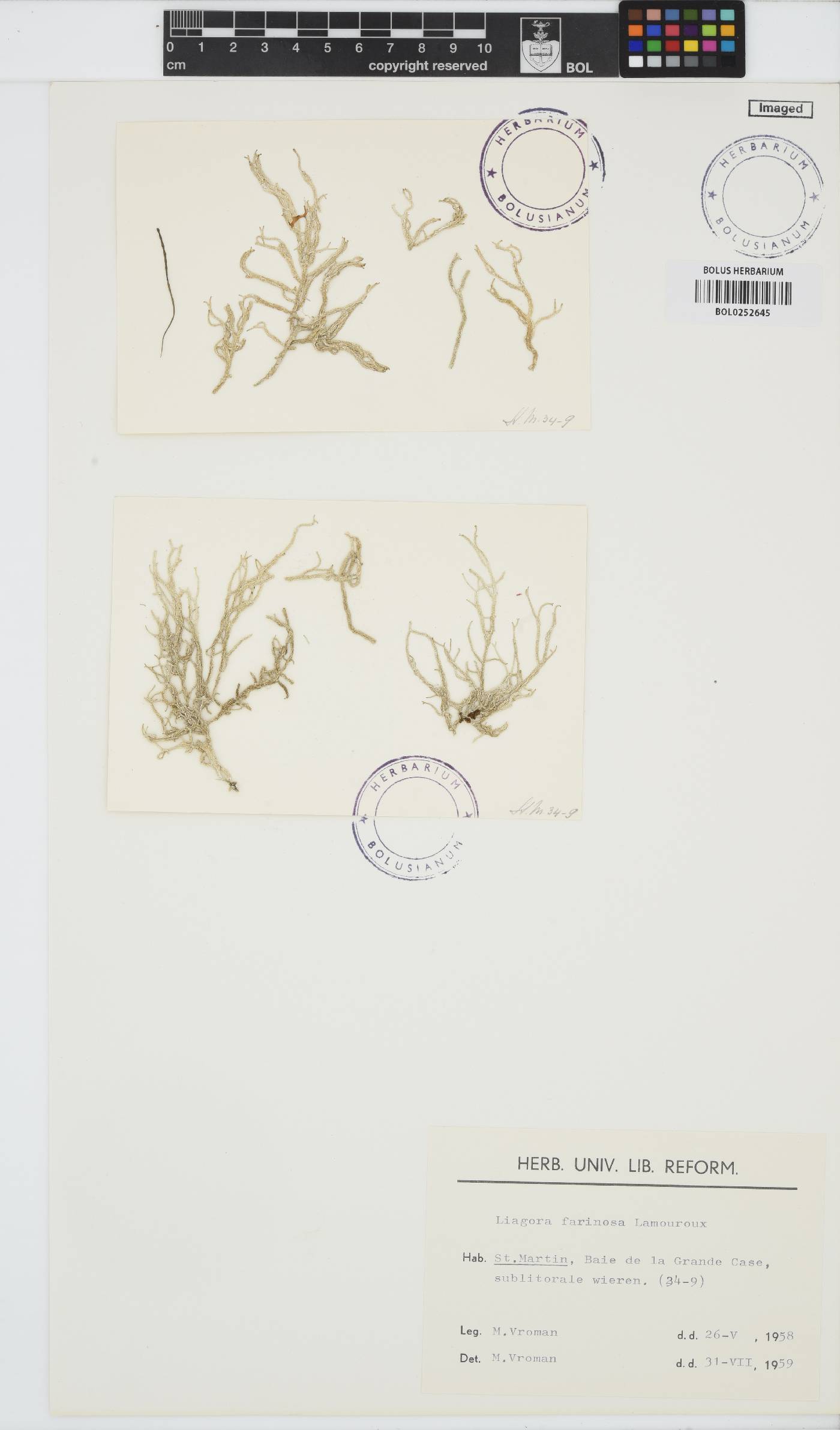 Ganonema farinosum image