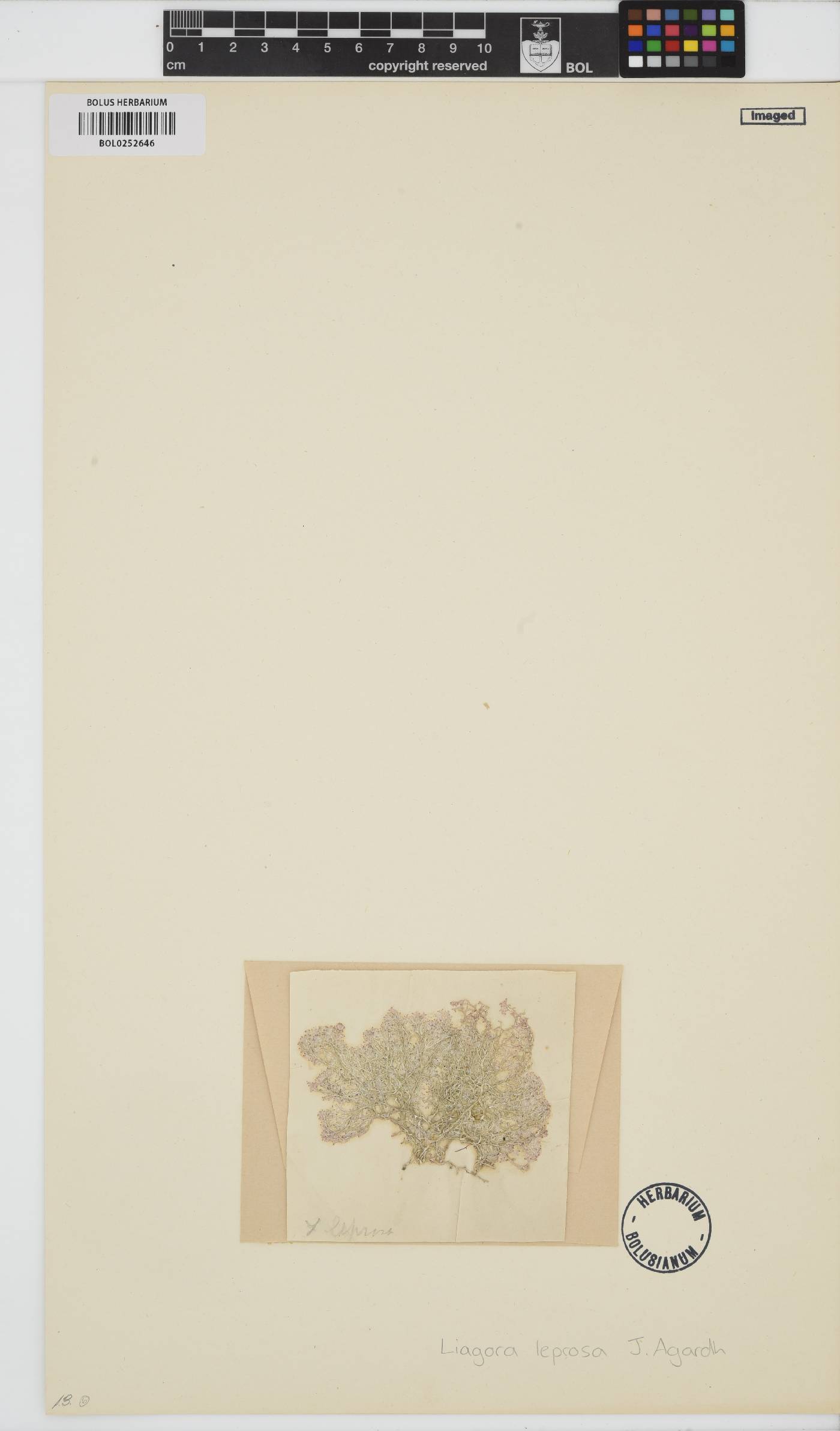 Liagora ceranoides image
