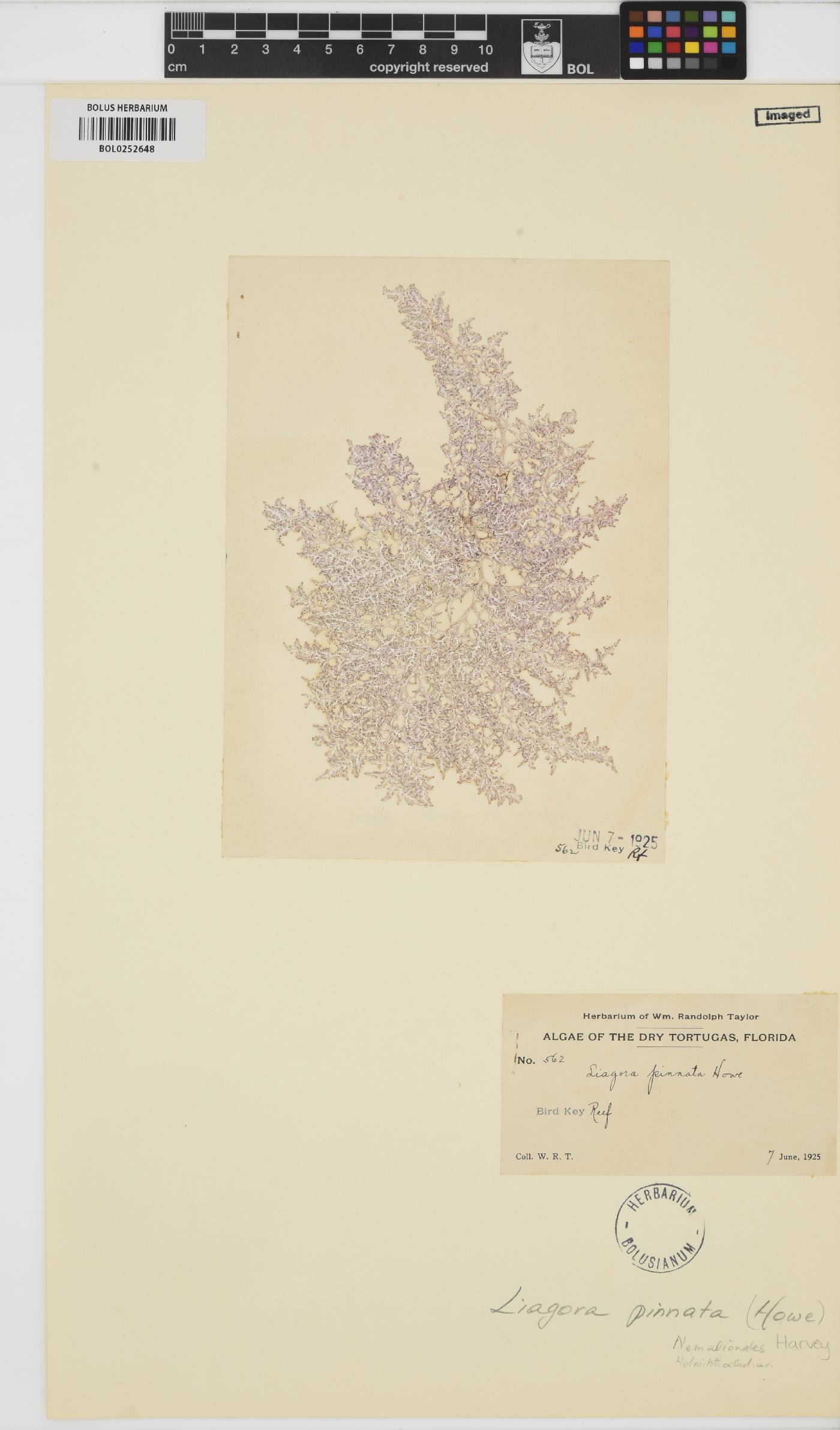 Ganonema pinnatum image