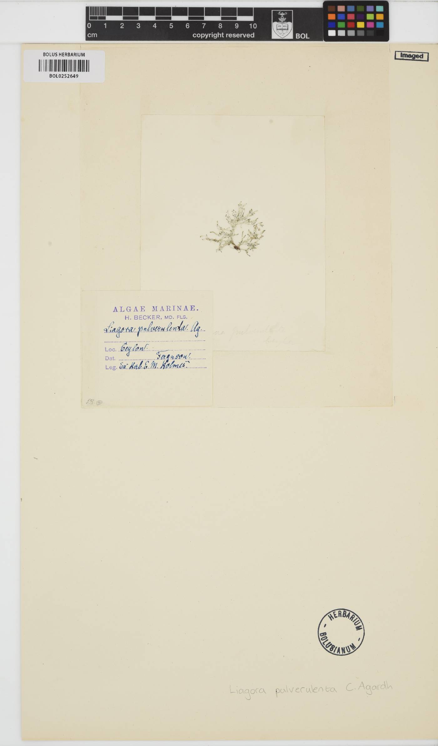 Liagora ceranoides image
