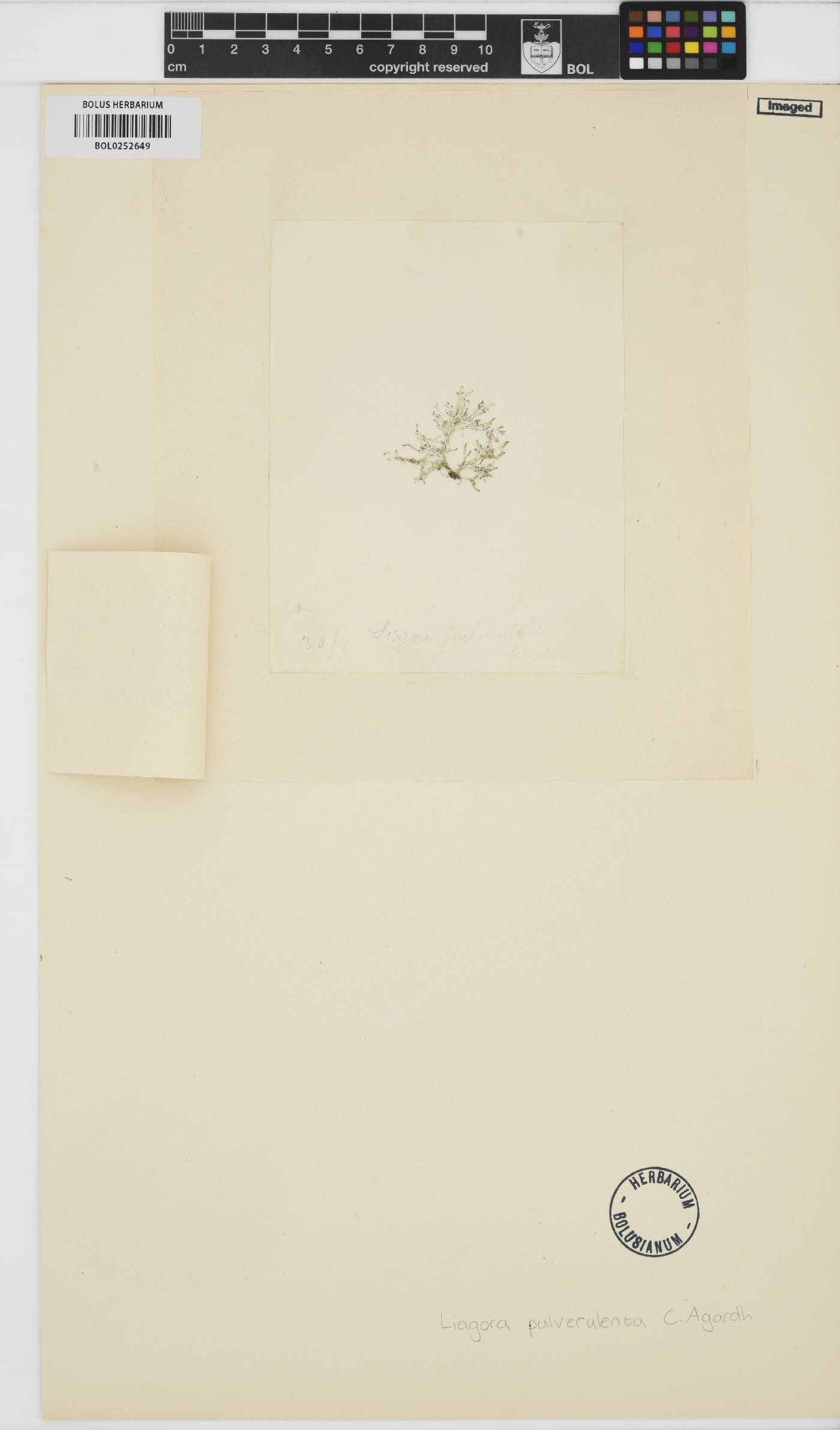 Liagora ceranoides image