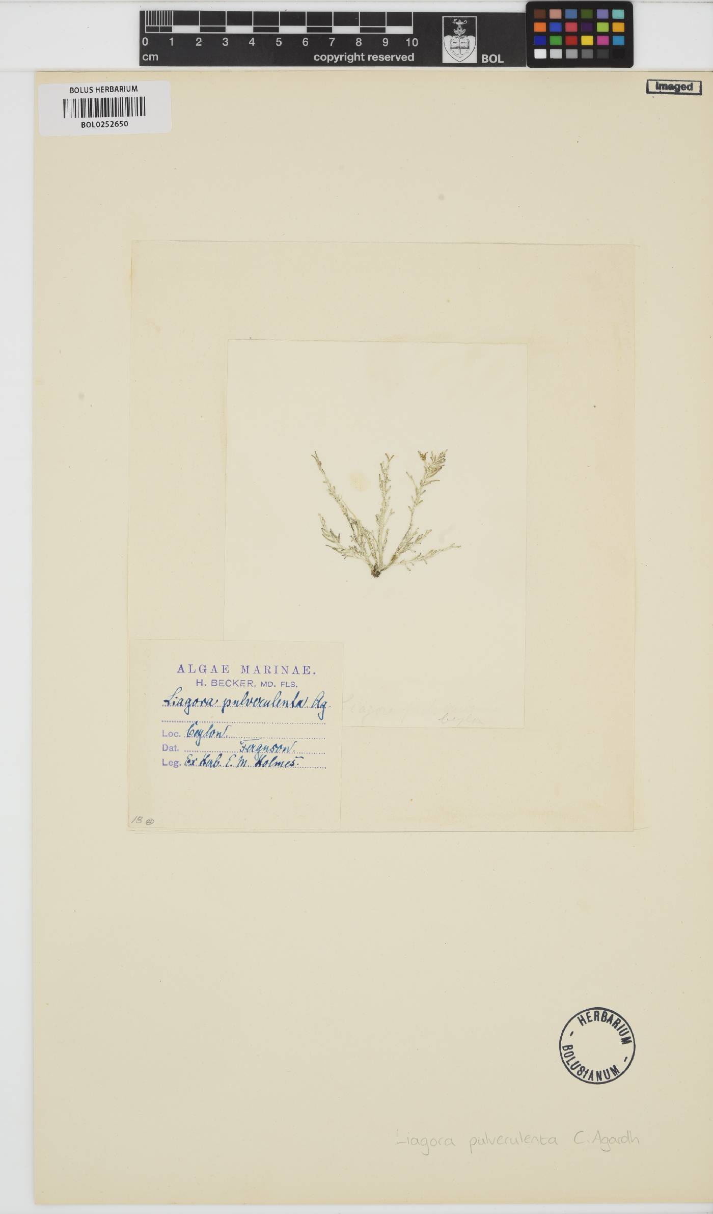 Liagora ceranoides image