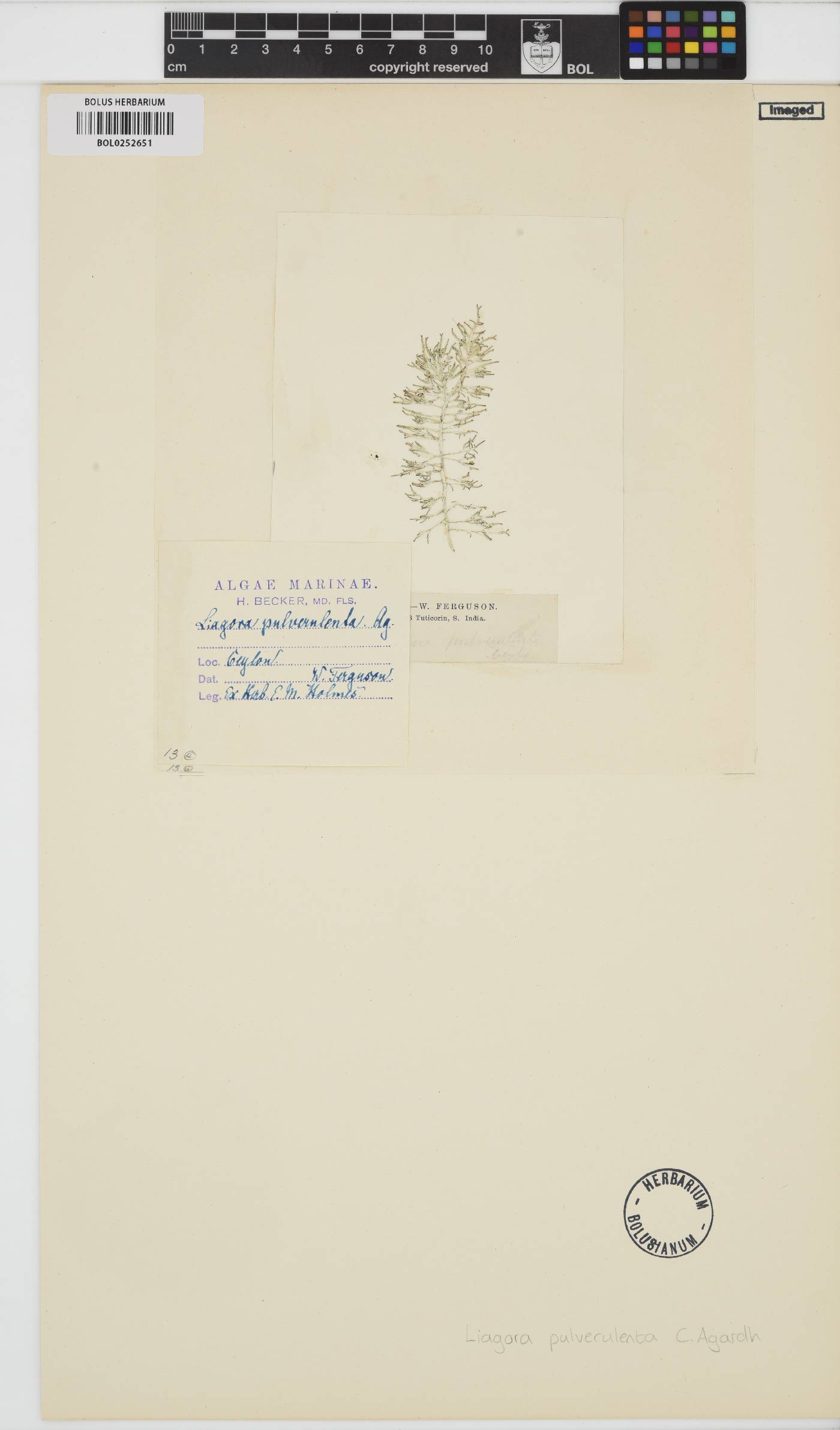 Liagora ceranoides image