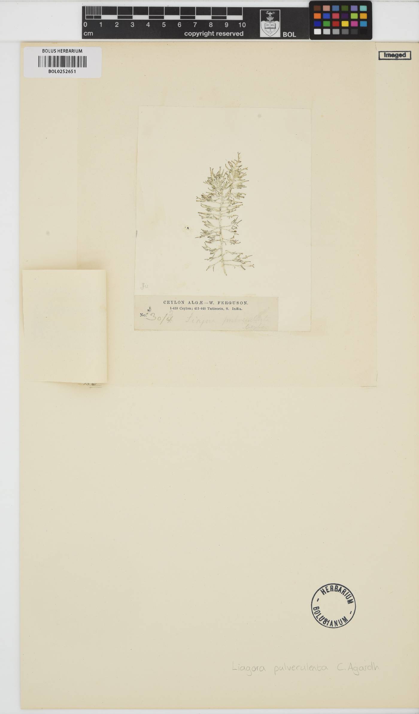 Liagora ceranoides image