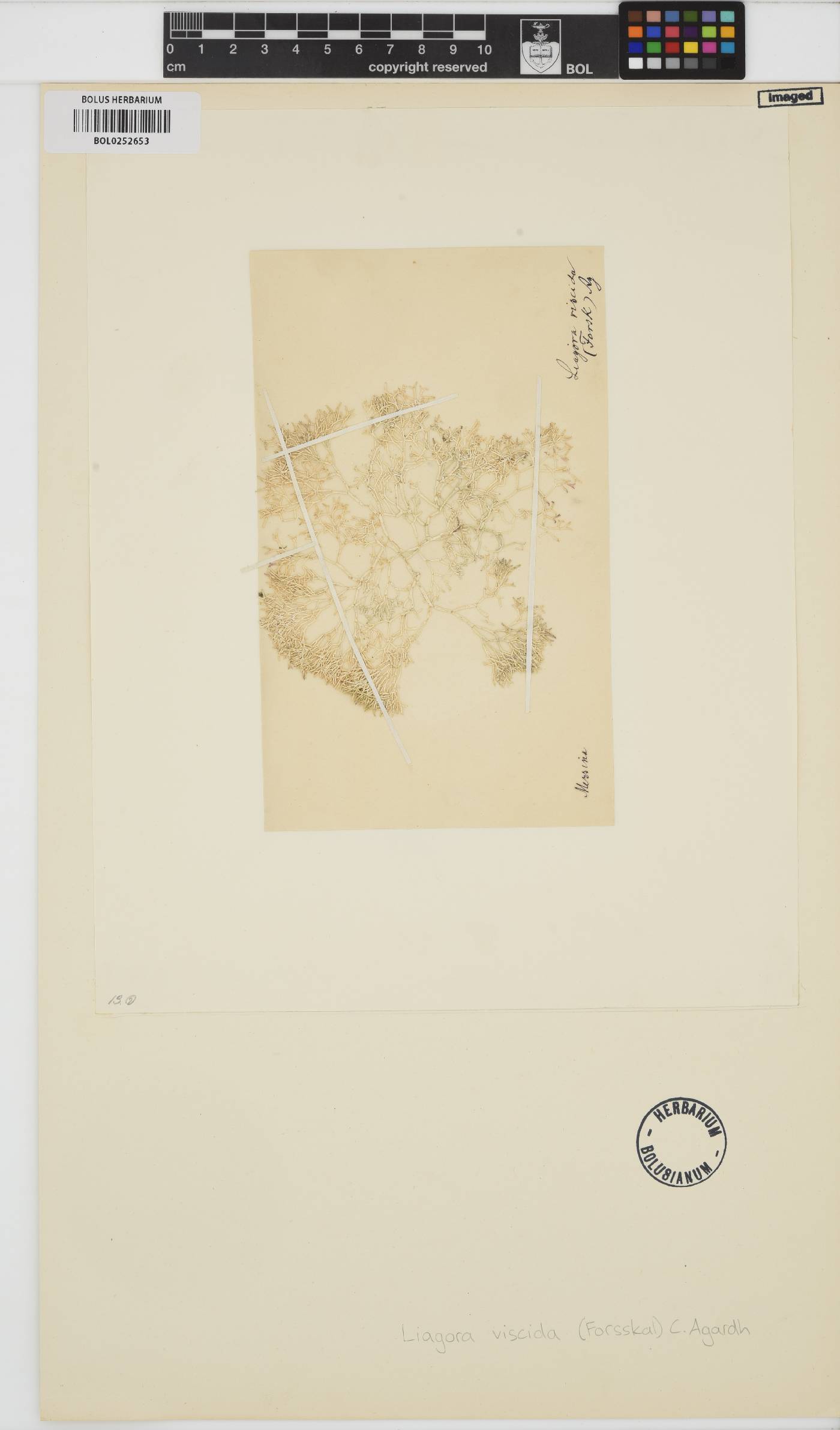 Liagora viscida image