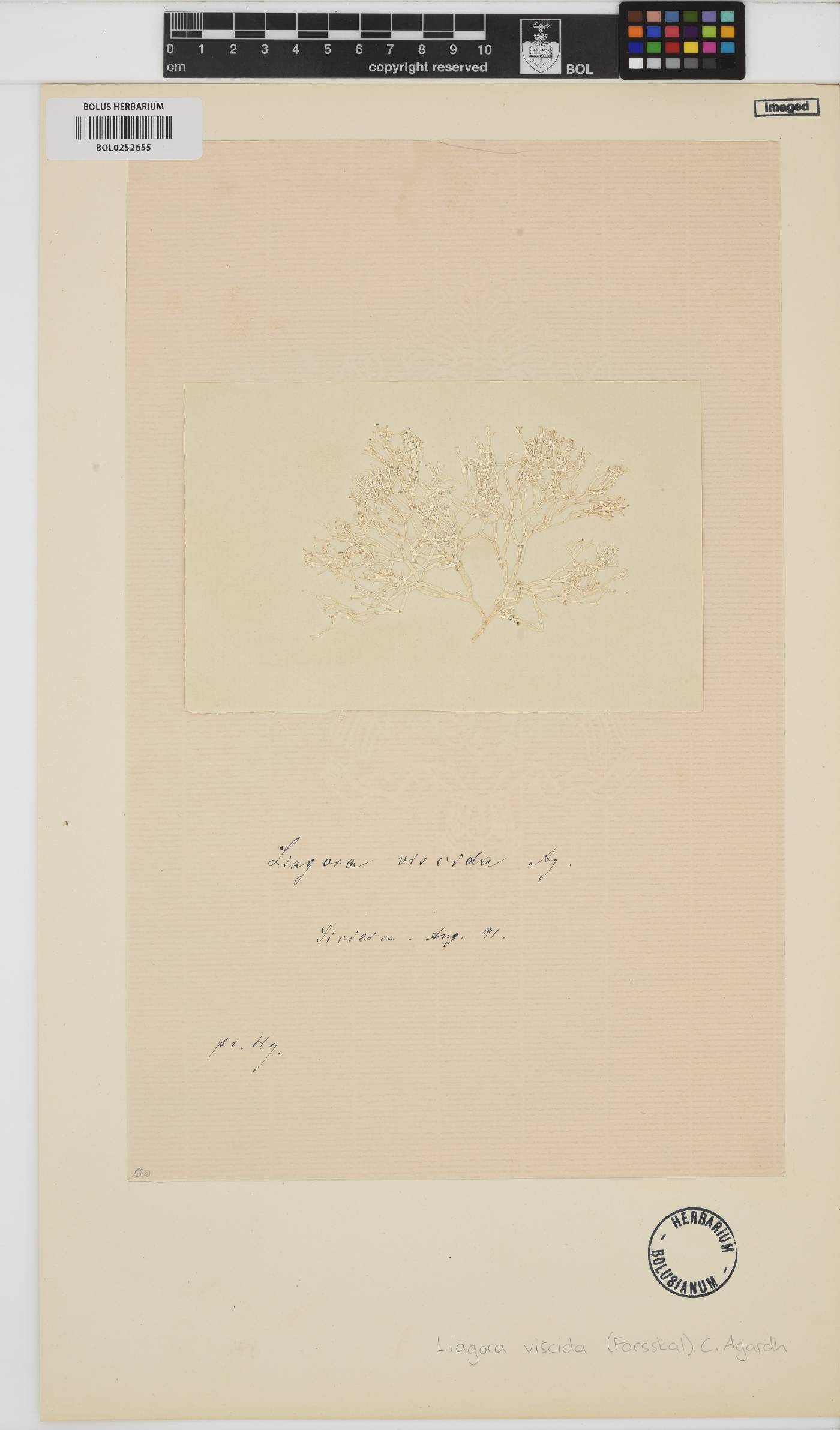 Liagora viscida image