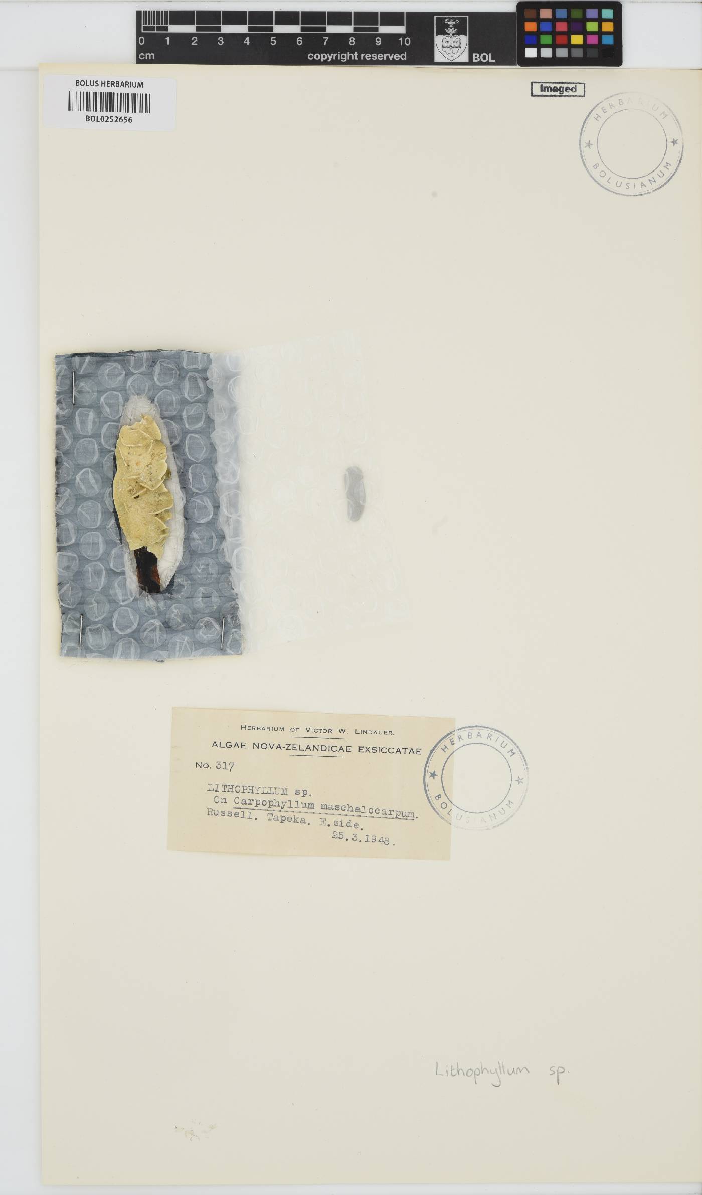 Lithophyllum image