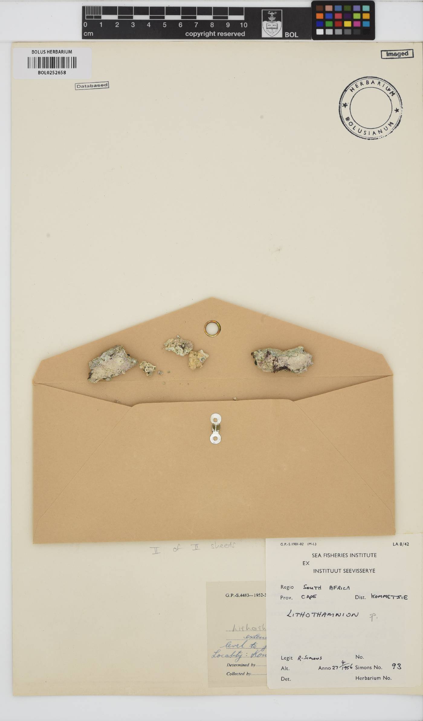 Lithothamnion image