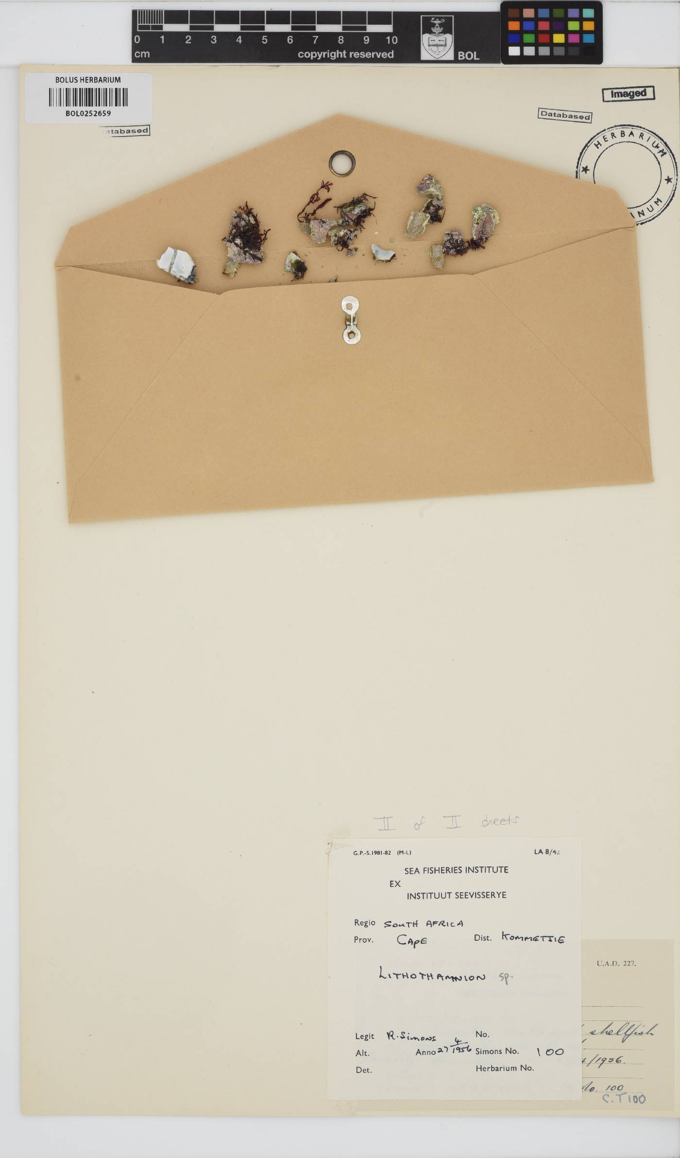 Hapalidiaceae image