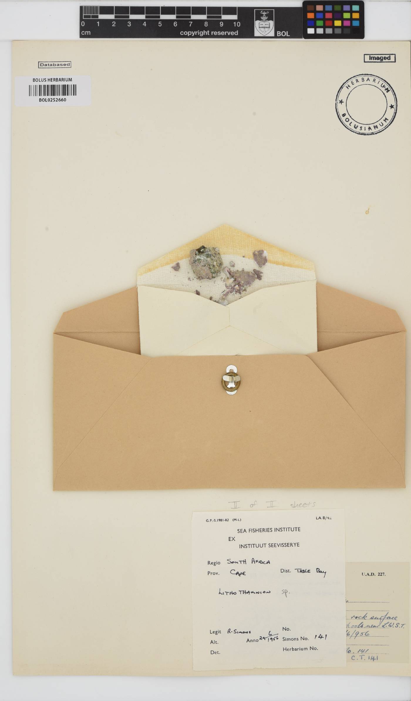 Hapalidiaceae image