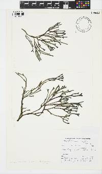 Stegengaea capensis image