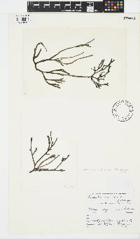 Stegengaea capensis image