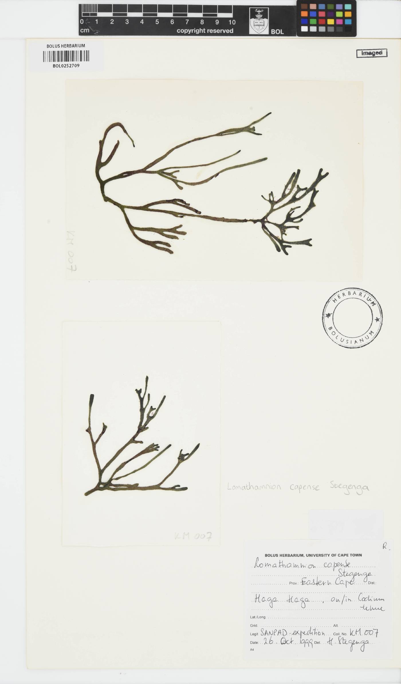 Stegengaea capensis image