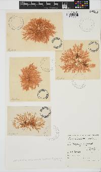 Image of Lomentaria articulata
