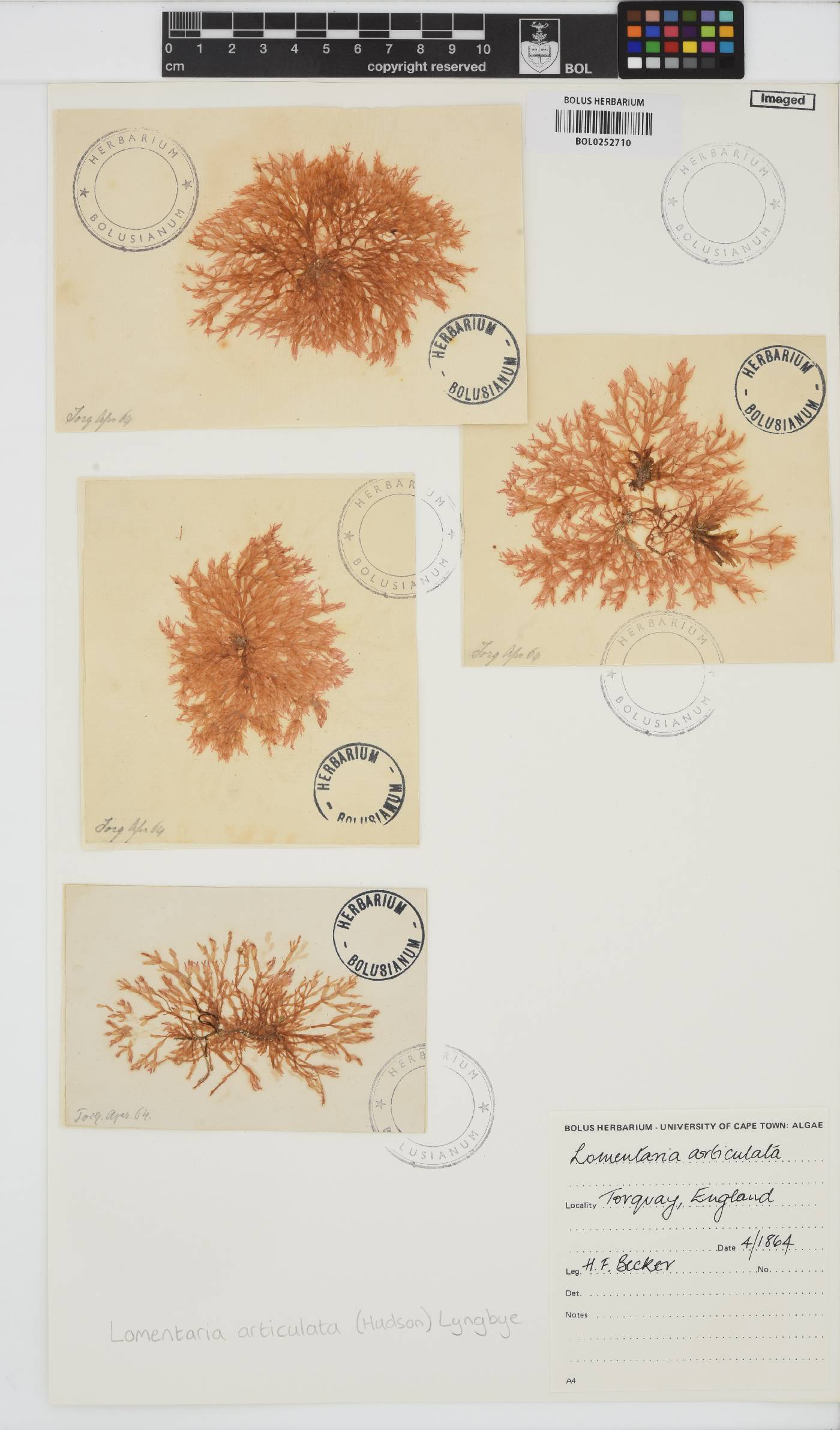 Lomentaria articulata image