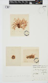 Lomentaria articulata image