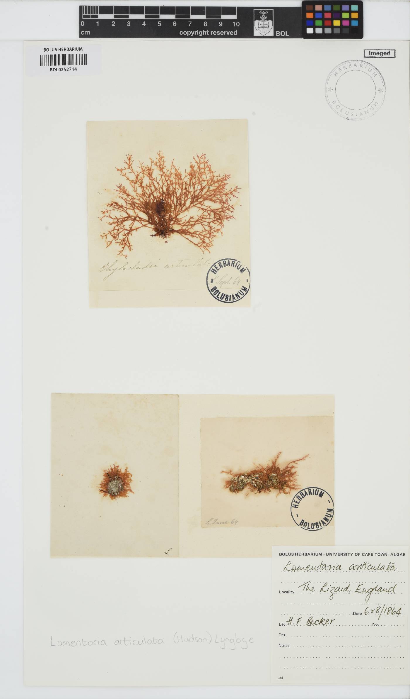 Lomentariaceae image
