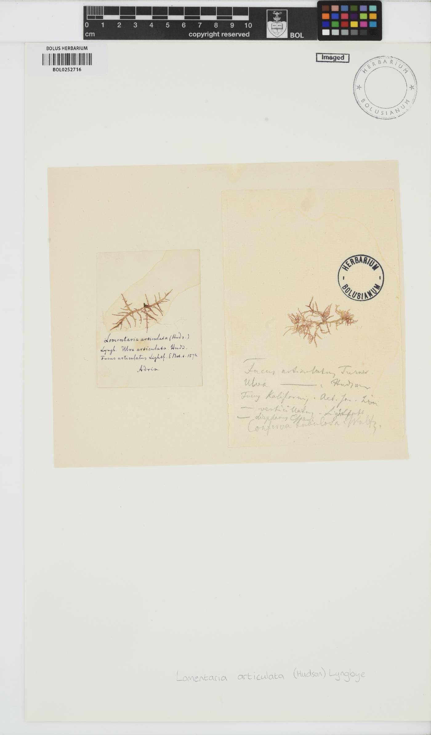 Lomentaria articulata image