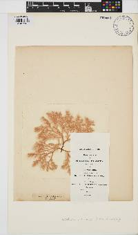 Lomentaria articulata image
