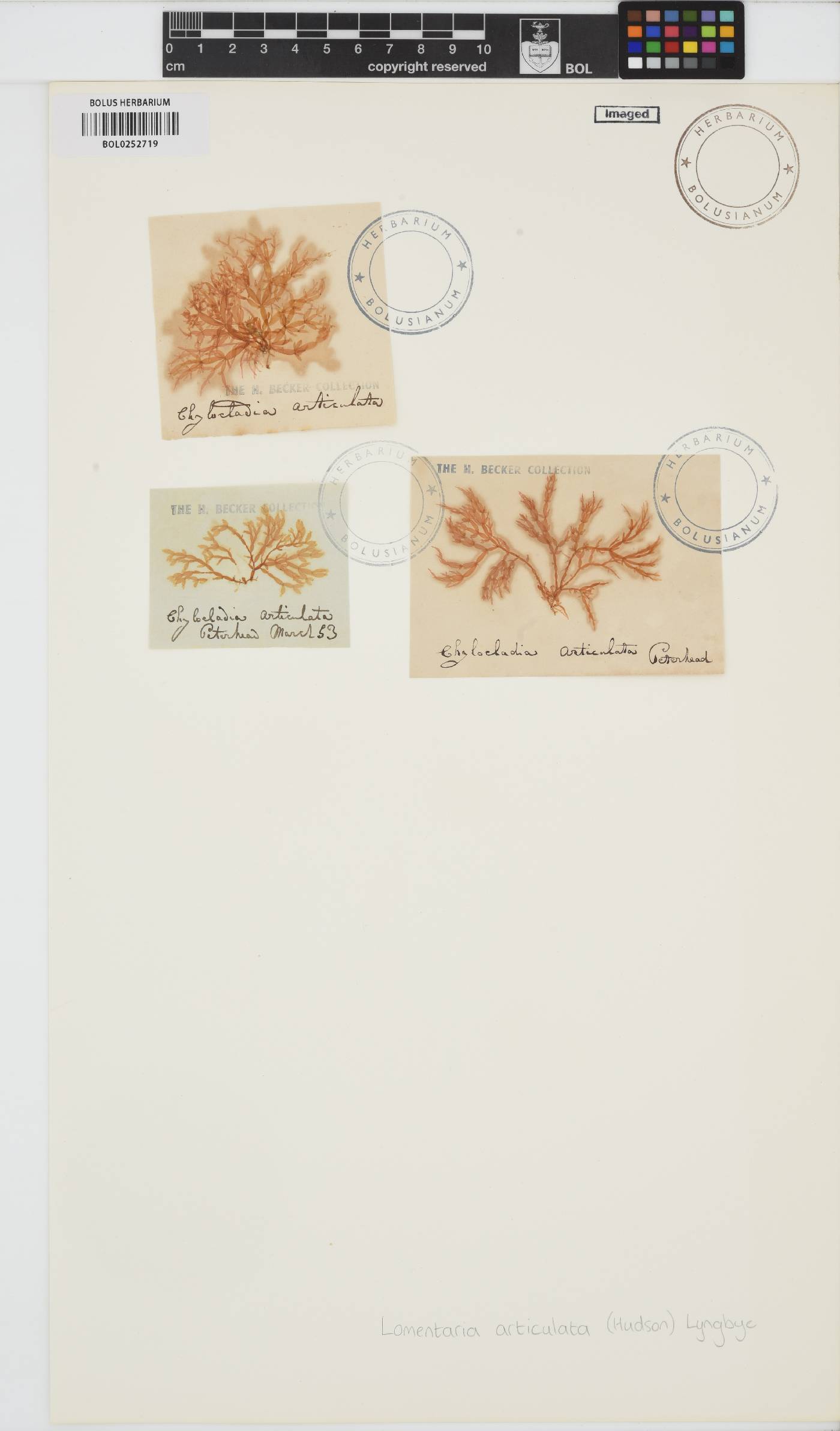 Lomentaria articulata image