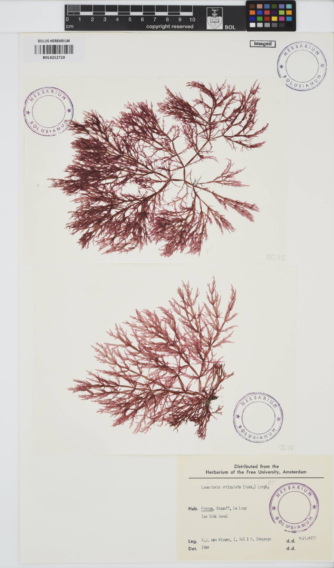 Lomentaria articulata image