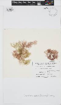 Image of Lomentaria australis