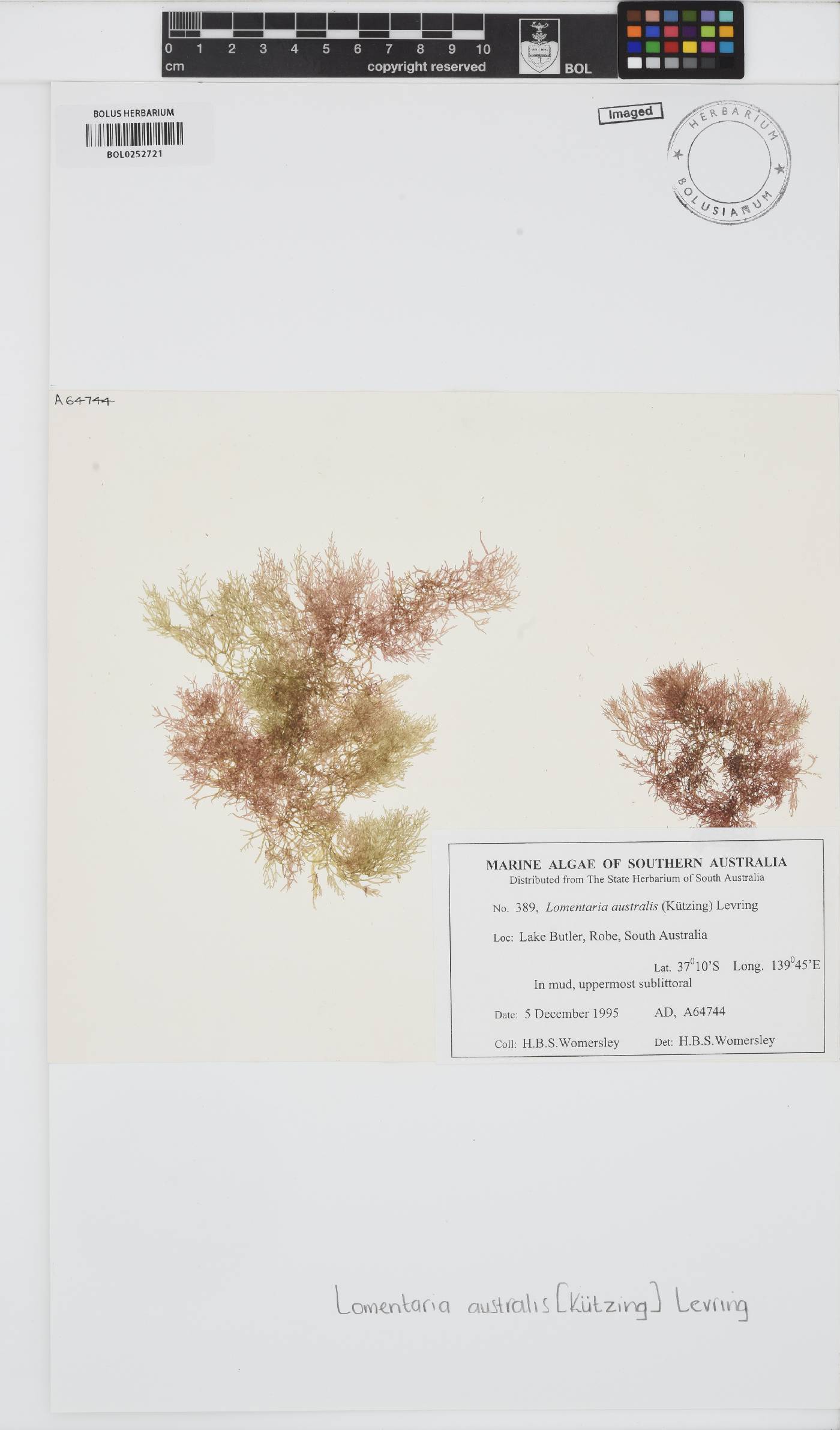 Lomentaria australis image