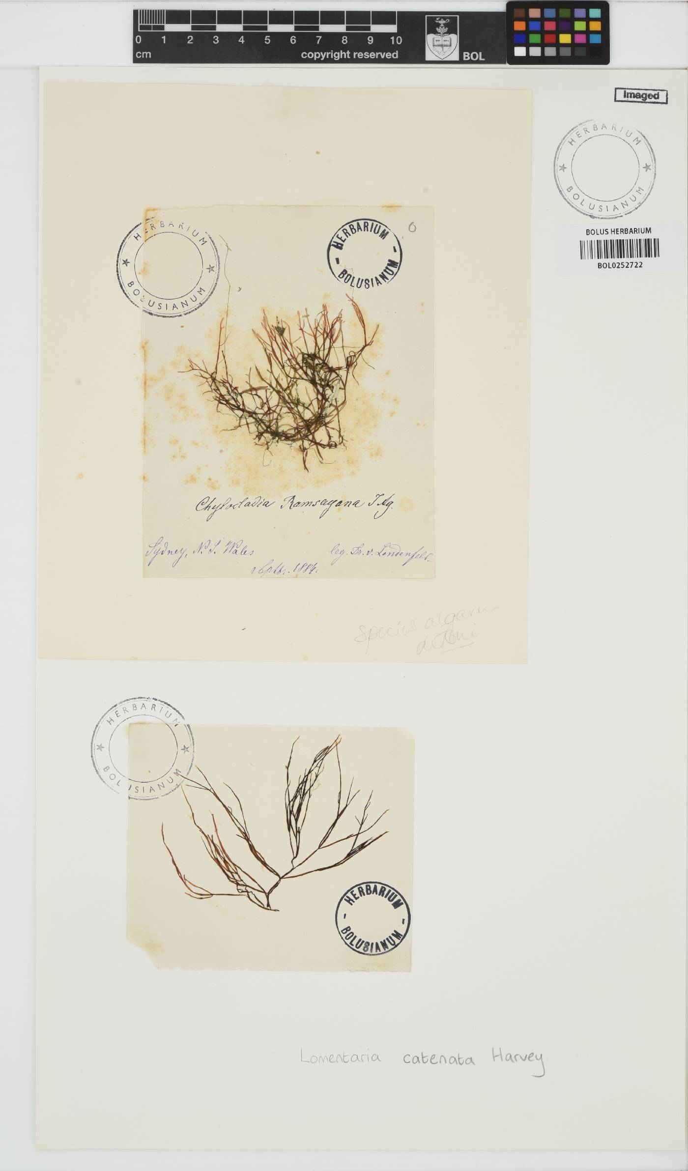 Fushitsunagia catenata image