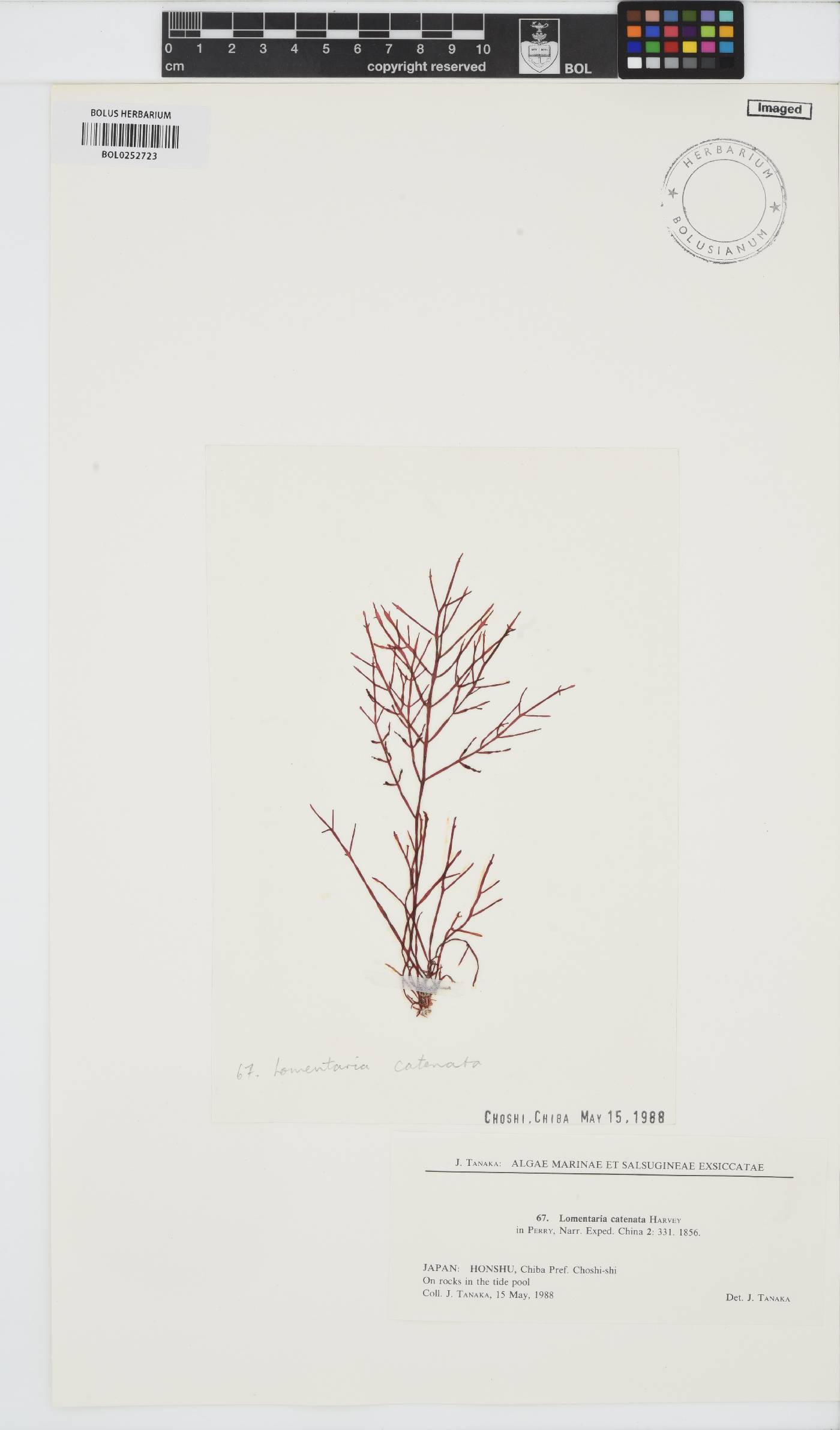 Fushitsunagia catenata image