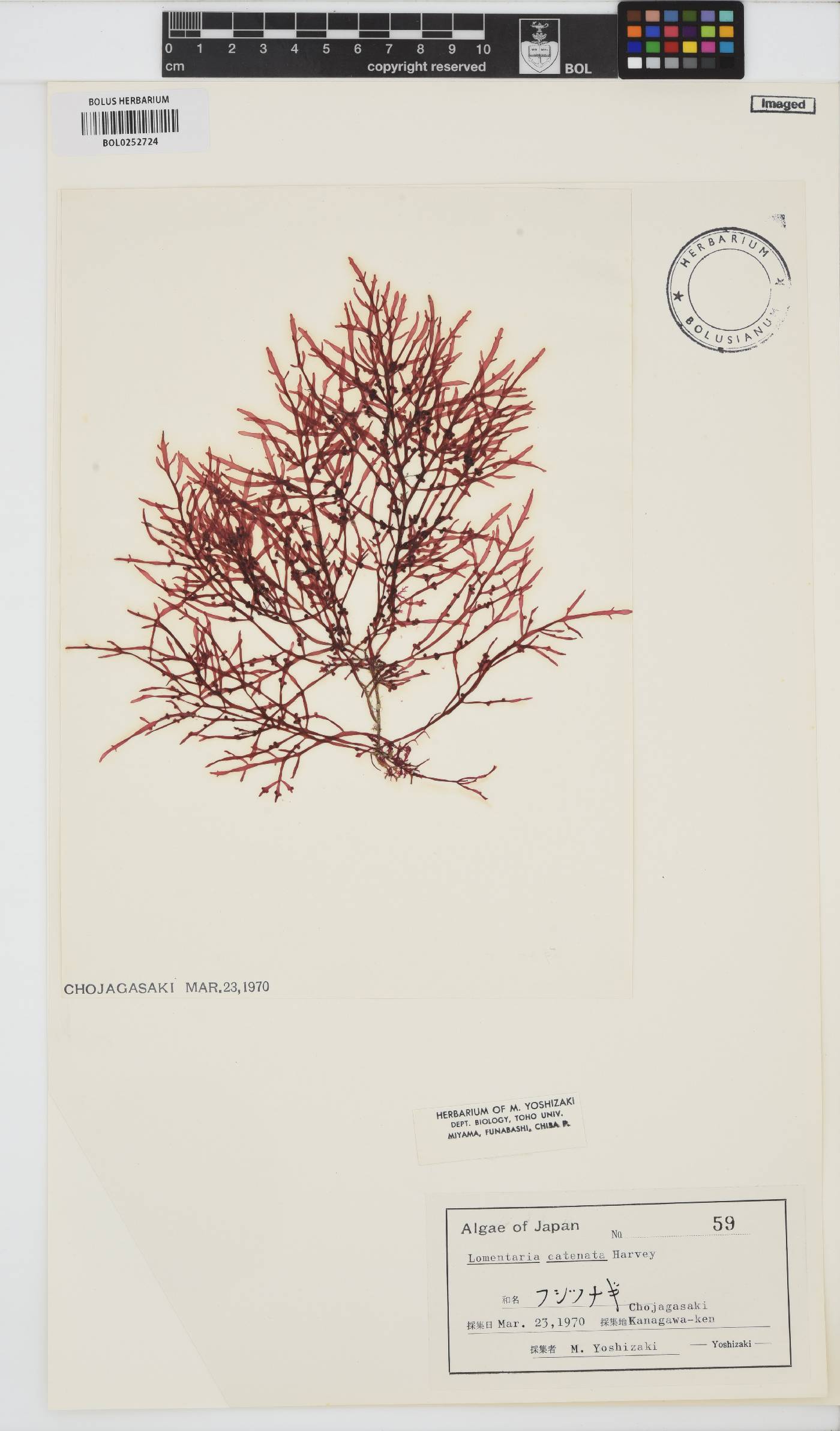 Fushitsunagia catenata image
