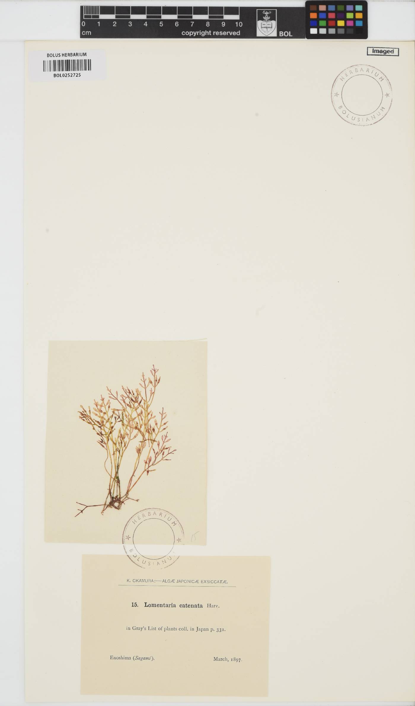 Fushitsunagia catenata image