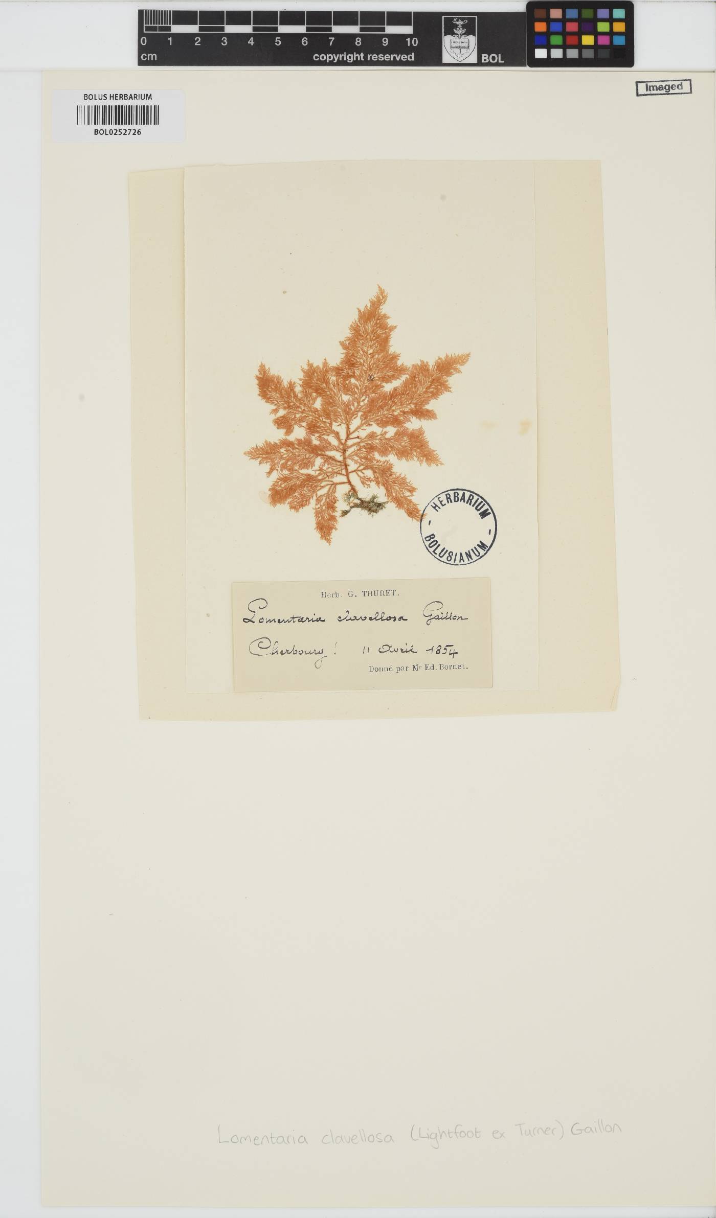Lomentaria clavellosa image
