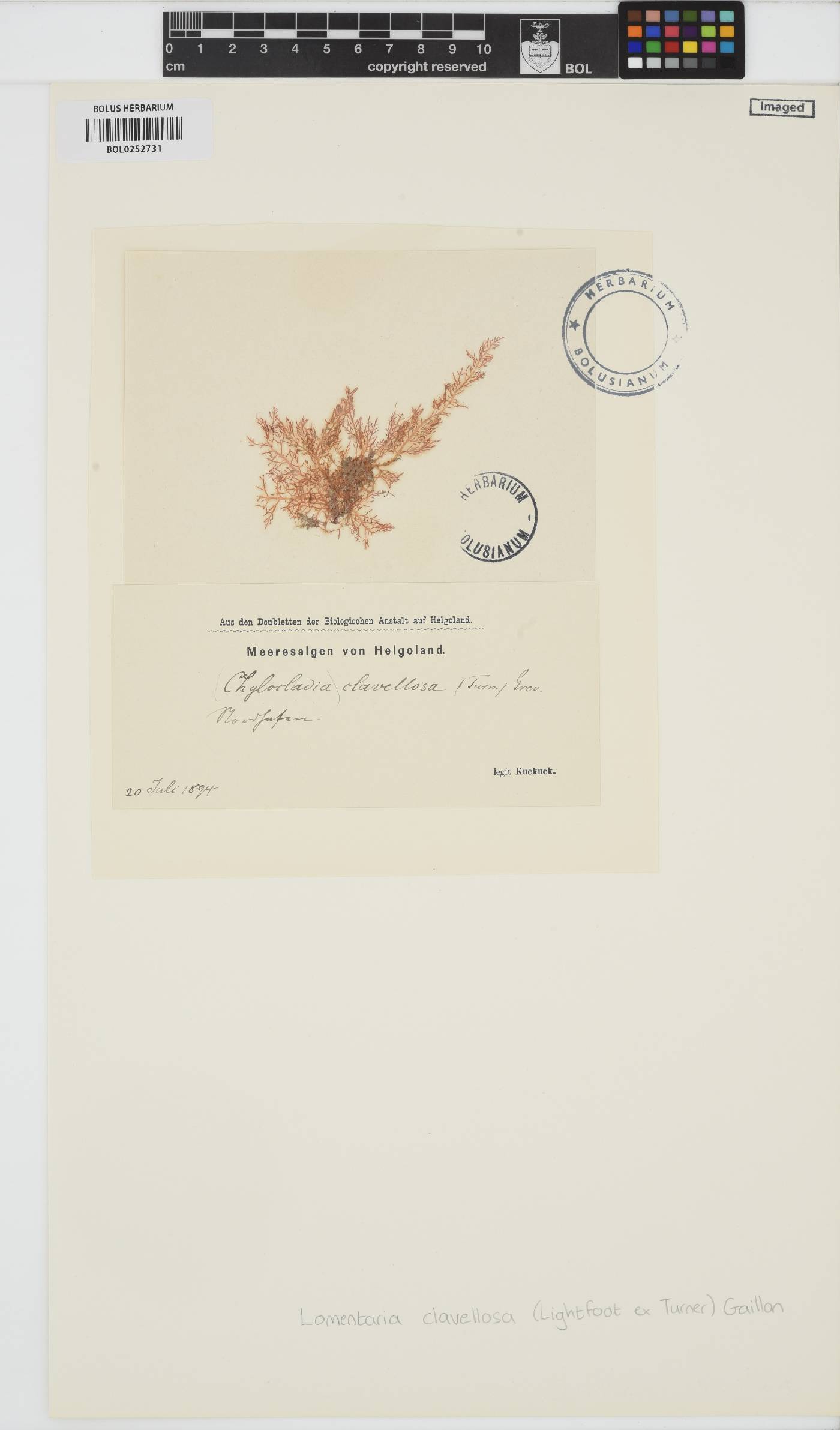 Lomentaria clavellosa image