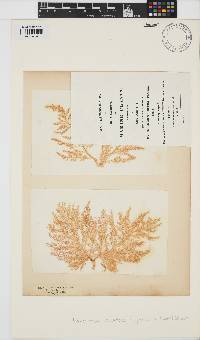Lomentaria clavellosa image