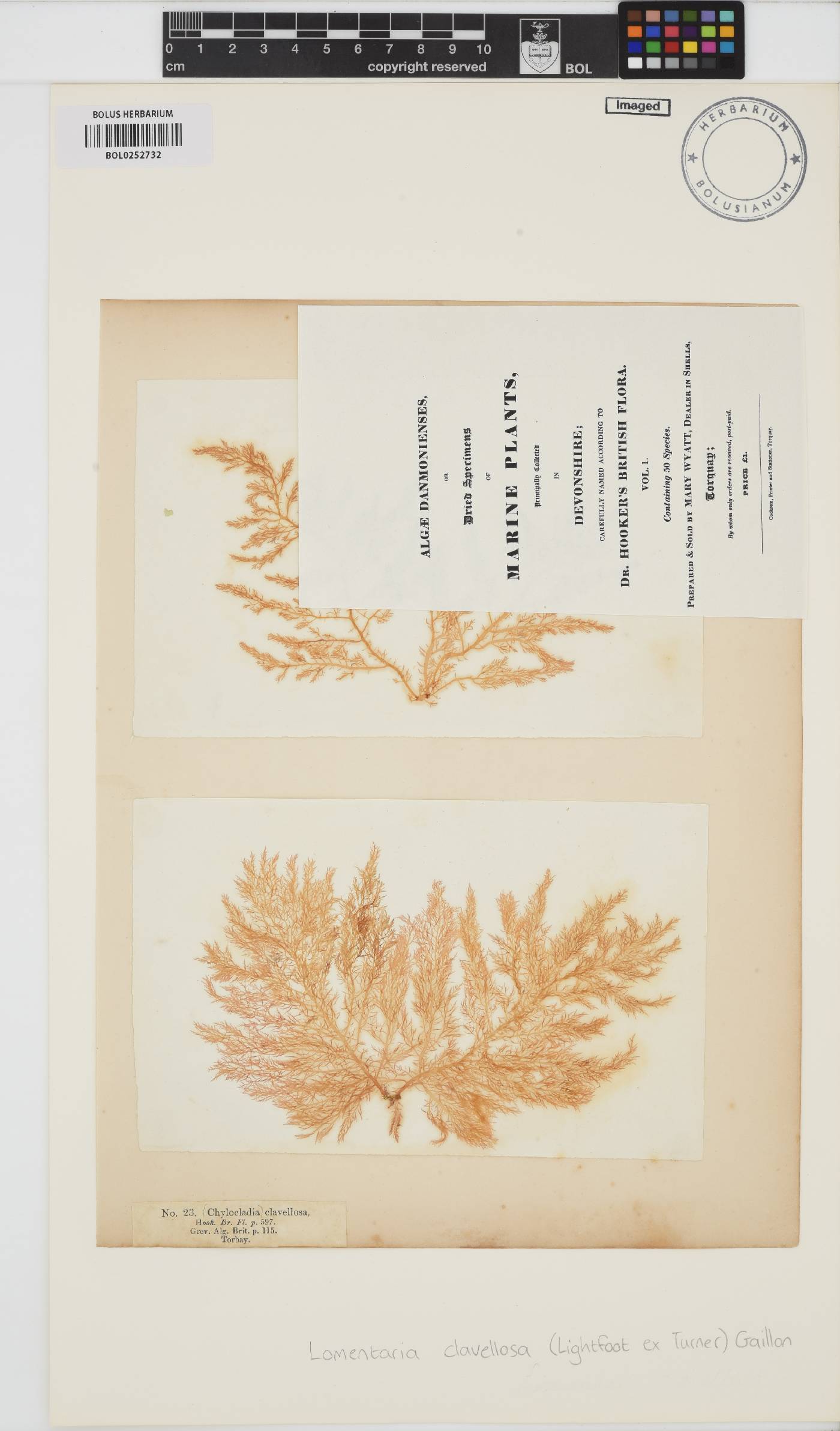 Lomentaria clavellosa image