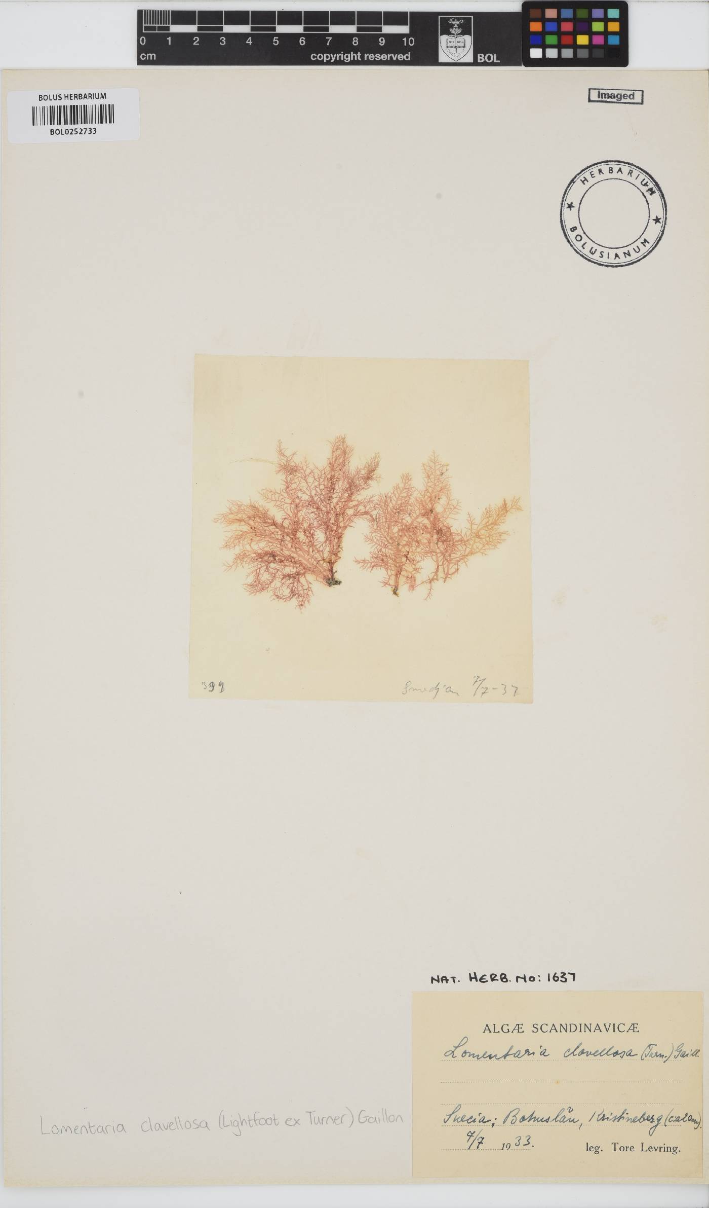 Lomentaria clavellosa image