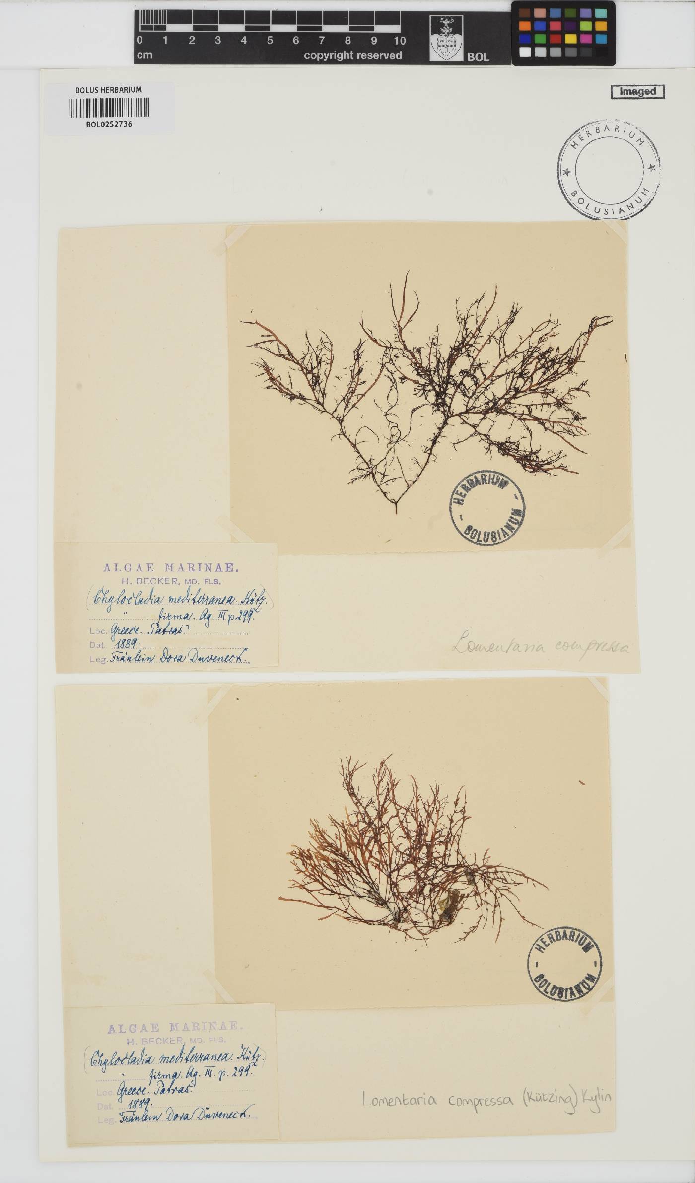 Lomentaria compressa image