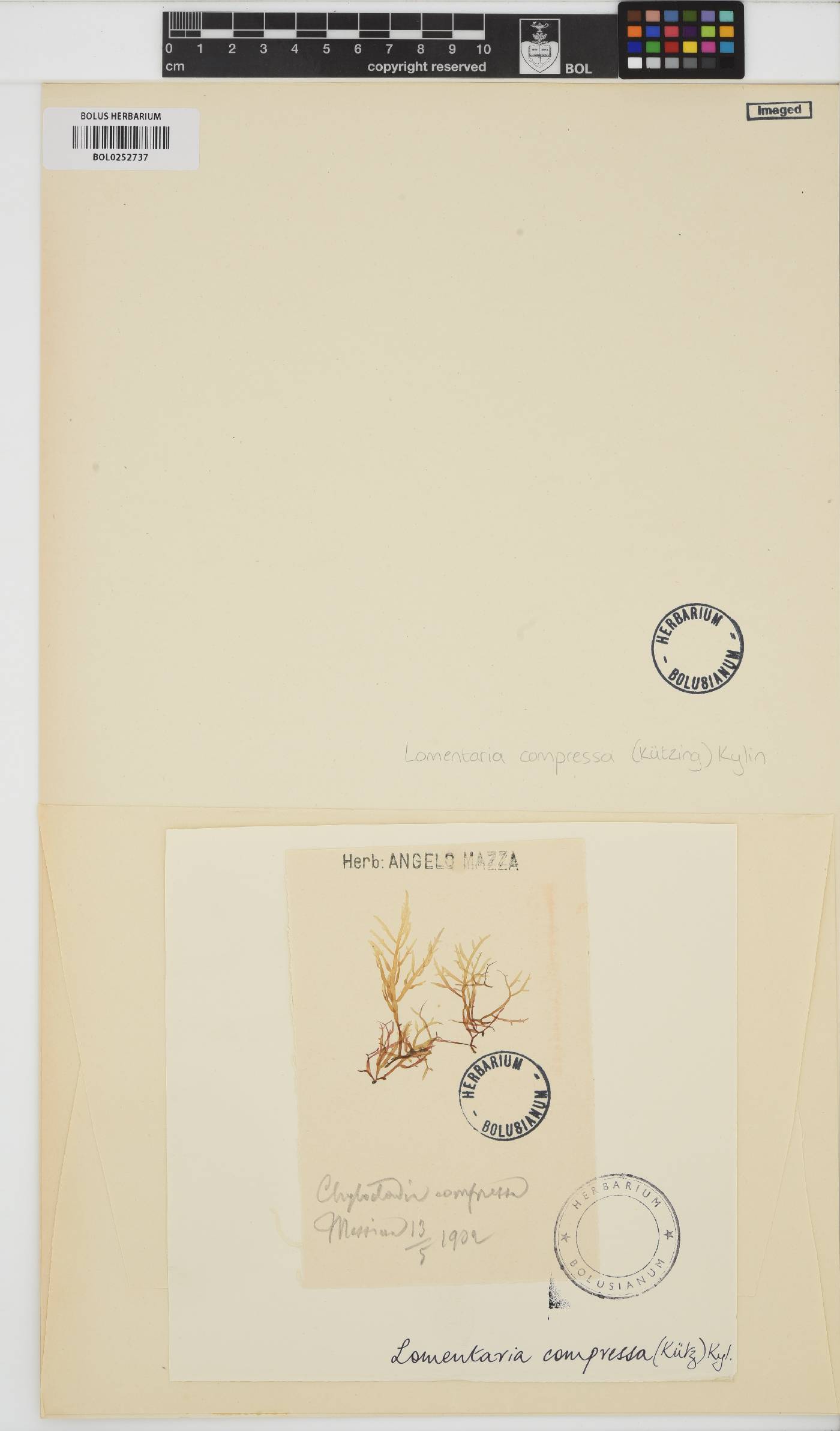 Lomentaria compressa image