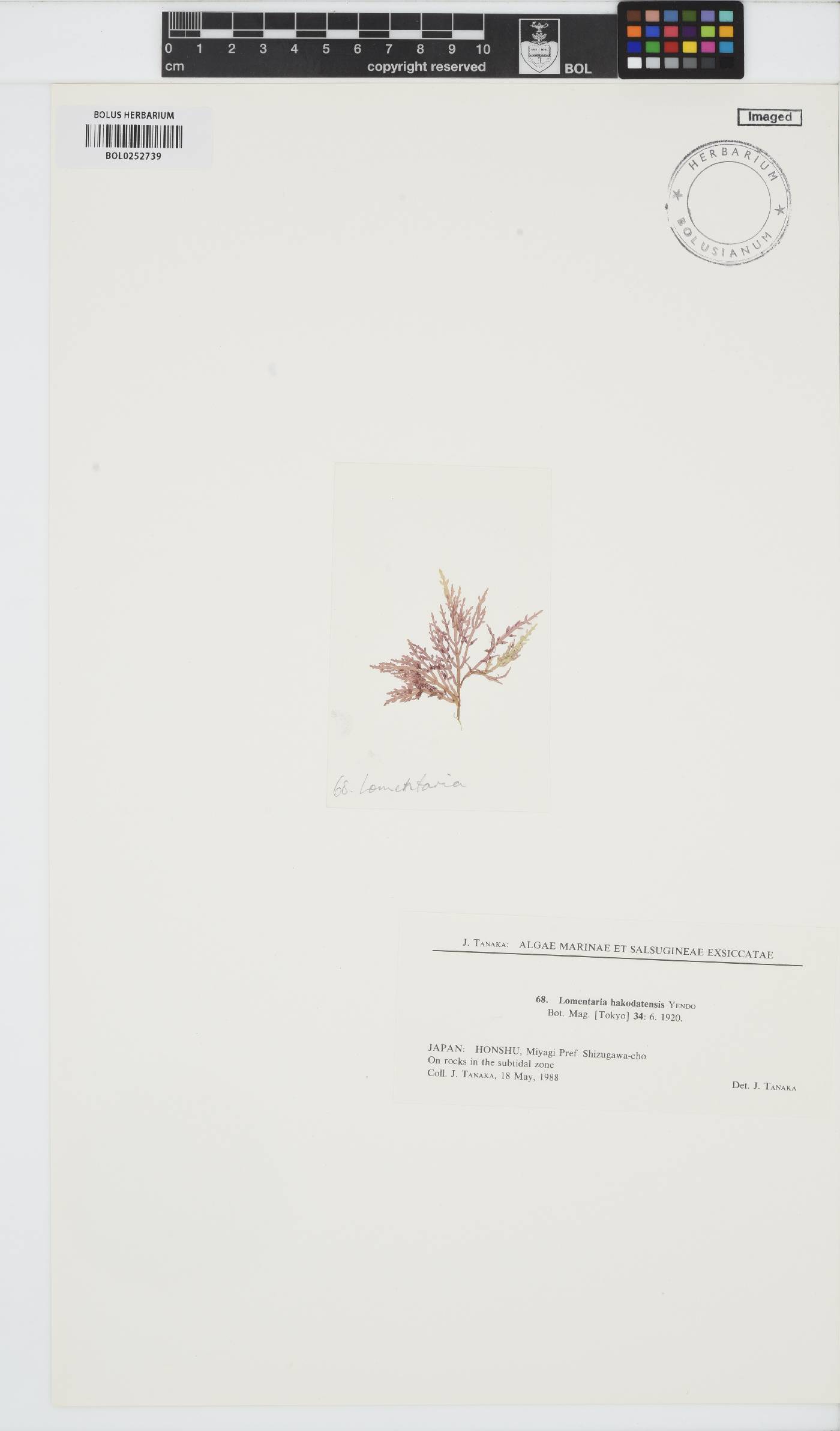 Yendoa hakodatensis image