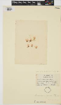Lomentaria orcadensis image