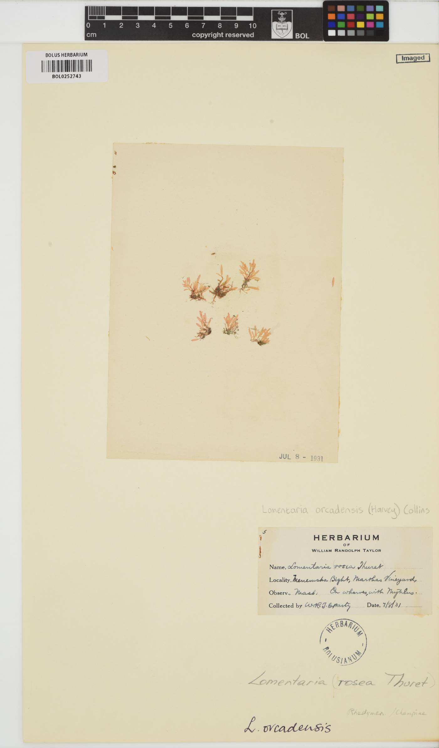Lomentaria orcadensis image