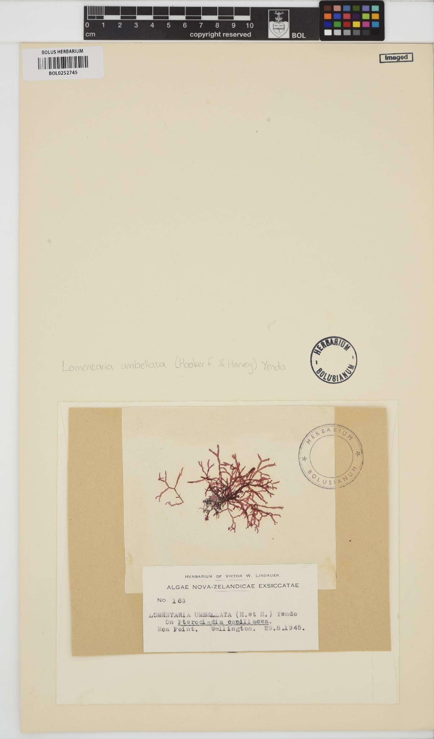 Lomentaria image