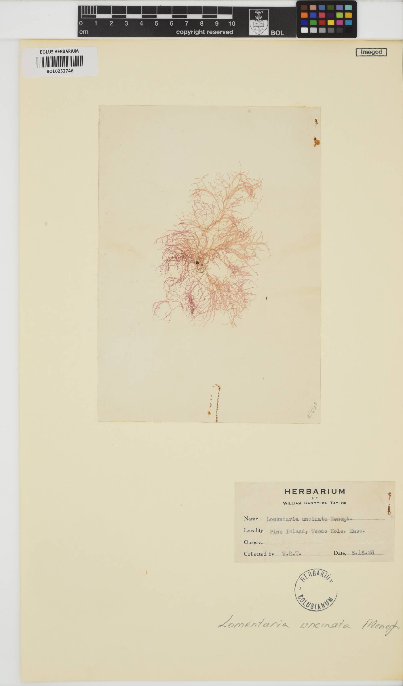 Lomentaria uncinnata image