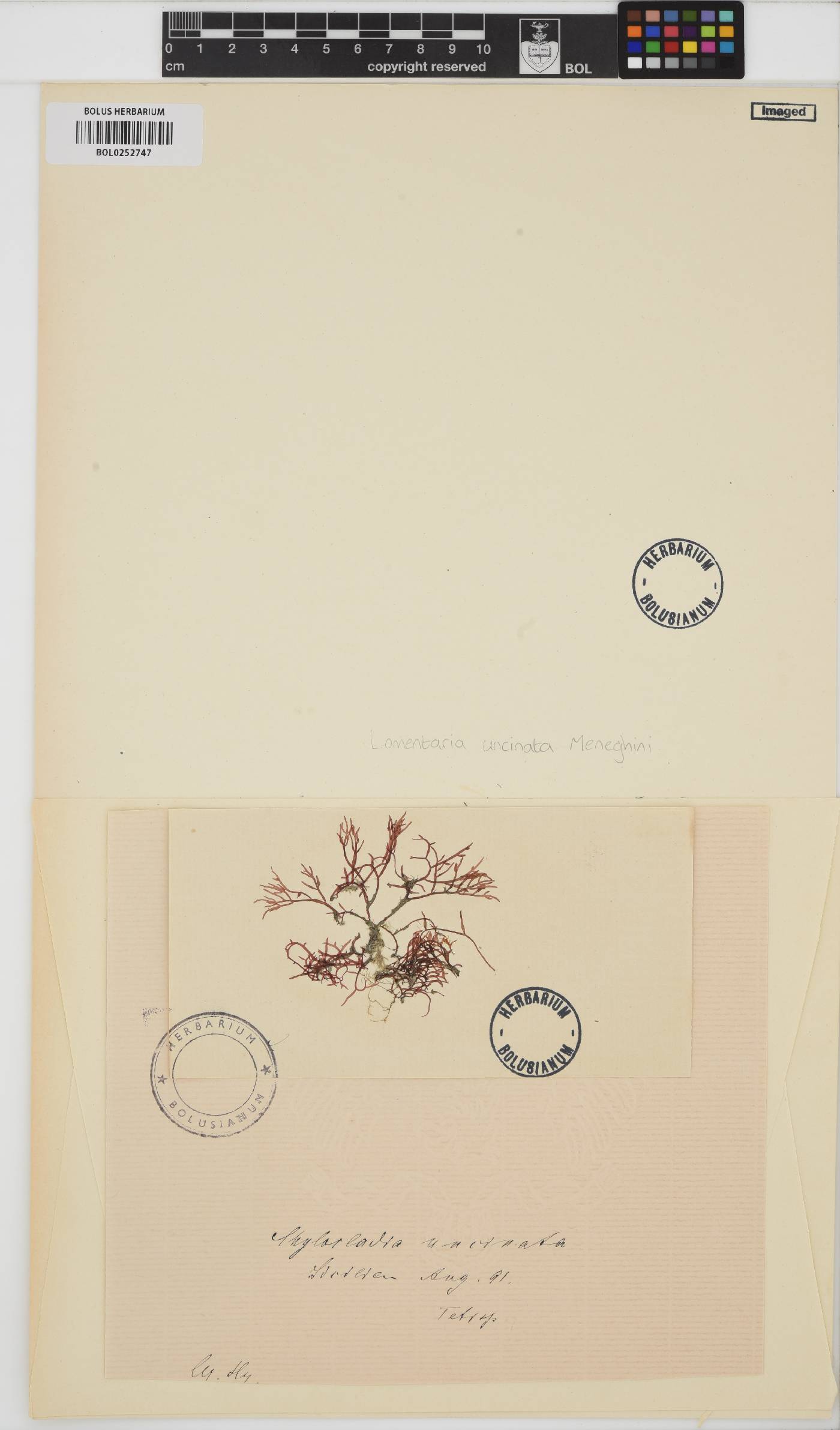 Lomentaria uncinnata image