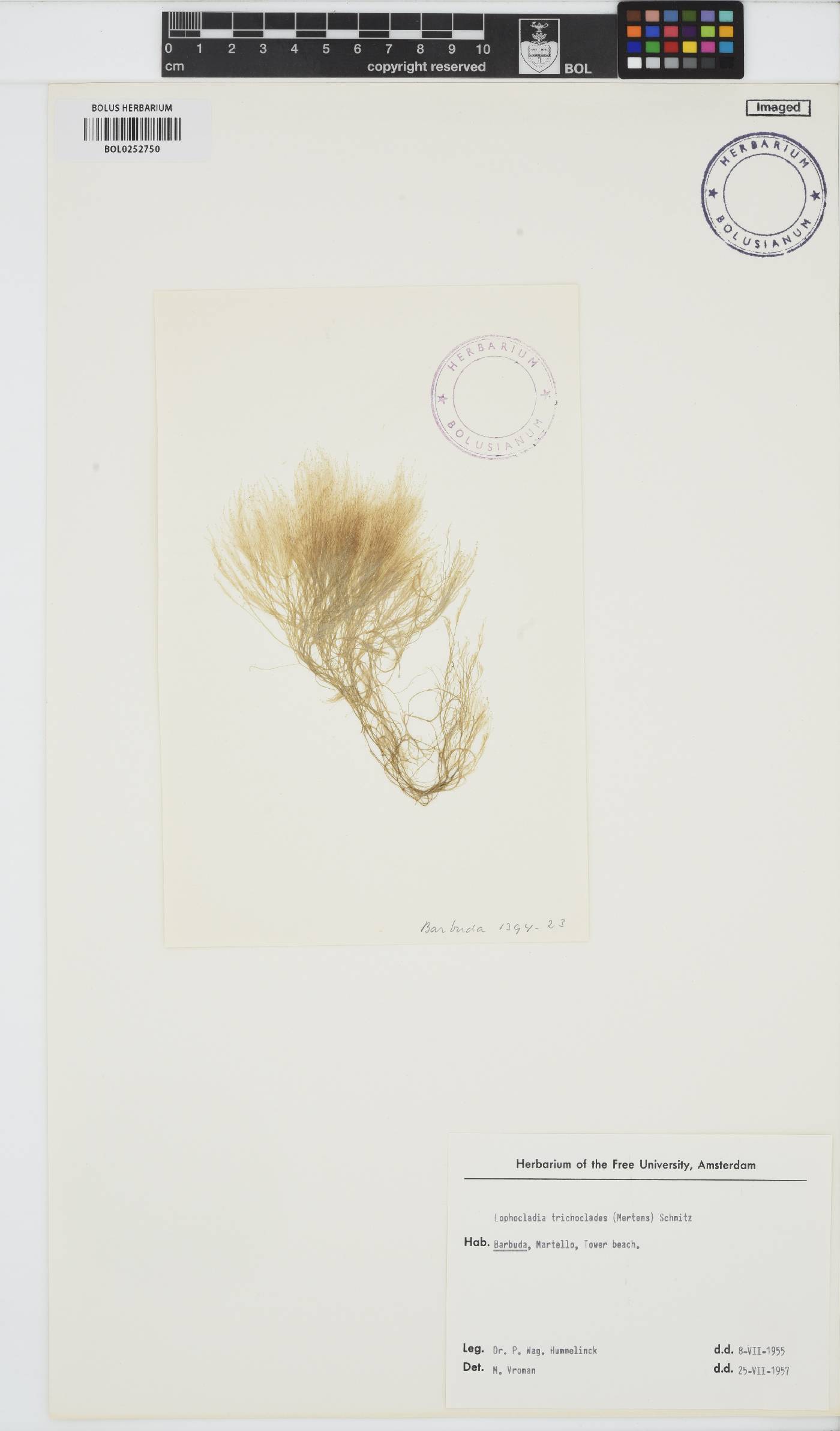 Lophocladia trichoclados image